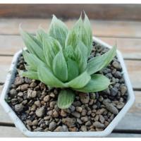 ราคา Haworthia 'marble' ฮาโวเทีย (8068643721)