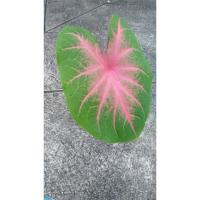 ราคา บอนสี ว่านพญาจงอาง ช้างเผือกใบบัว ลูกไม้ป่าขายเป็นหัวรากหรือต้นเล็ก บางต้นยังไม่งอก แบบถุงดำหรือกระถาง 4 นิ้ว 69 บาท (6859092157)