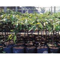 ราคา ต้นตะเคียนทอง พร้อมปลูกในถุงดำ 39 บาท ไม้เศรษฐกิจราคาแพงปลูกให้ลูกหลาน ไม้มงคล เนื้อไม้มีความทนทาน ทนปลวก (3593783726)