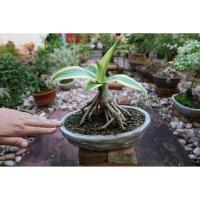 ราคา ต้นวาสนา พร้อมกระถาง (2038690193)