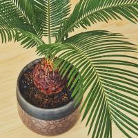 ราคา ต้นปรงโคก 《ราคา 1 ต้น》 Cycas siamensis ปรงโคกไม้ไทย เสริมสิริมงคล หน้าที่การงานรุ่งเรือง (23466380072)