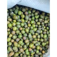 ราคา ขายส่ง 100 เมล็ด เมล็ดสนใบพาย Podocarpus polystachyus เมล็ดพันธุ์นำเข้า บอนไซ เมล็ดพันธุ์บอนไซ สนใบพายแคระ (22448747412)