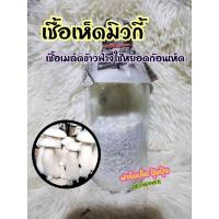 ราคา เชื้อเห็ดมิวกี้ในเมล็ดข้าวฟ่าง 1 ขวดใช้หยอดก้อนเชื้อเห็ด (20771082090)