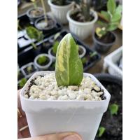 ราคา กวักมรกตด่าง กวักด่าง (12508861862)