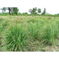 ราคา ใบตะไคร้สด 1 กก 100 บาท ตะไคร้ สมุนไพรที่หอมหวาน (24620846551)