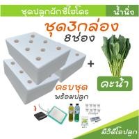 ราคา [ชุด3กล่องปลูกคะน้า] ชุดกล่องโฟมปลูกผักไฮโดรโปนิกส์ ปลูกผักไฮโดรโปนิกส์ hydroponic (43511281804)