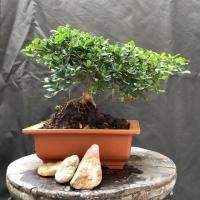 ราคา [20-25cm]บอนไซหูกระจงแคระ #บอนไซ #โชว์ใบ #ไม้กระถาง (2866994648)