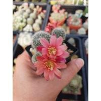 ราคา รีบูเทีย Rebutia Hoffmannii แคคตัส กระบองเพชร cactus&succulent ดอกสีน่ารักมากๆค่ะ (3214507510)