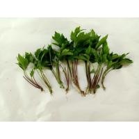 ราคา จิงจูฉ่าย,ต้นจิงจูฉ่ายพร้อมปลูก 10 ต้น (11020030363)