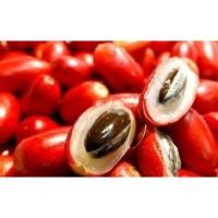 ราคา ต้นมิราเคิล/มหัศจรรย์ (13212687007)