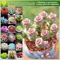 ราคา เมล็ดพันธุ์ พืชอวบน้ำ 100เมล็ด Mixed Succulent Seeds Flower Seed บอนสี เมล็ดดอกไม้ เมล็ดบอนสี ต้นไม้มงคล ดอกไม้ปลูกสวยๆ (27234062022)