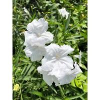 ราคา ต้นต้อยติ่งฝรั่งหรือฟ้าประทานพร(ดอกขาว) (26787670136)