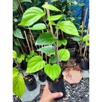 ราคา ต้นพันธุ์พลูเหลือง ต้นพลูกินหมากใบทอง ใบเหลือง รสชาดไม่เผ็ด รสชาดดี เหมาะสำหรับกินกับหมาก การันตีโดยชาวพม่า (5793418722)