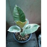 ราคา ต้นยางอินเดีย ยางอินเดียด่าง ในกระถาง 5 นิ้ว (24769276676)