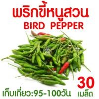 ราคา *ค่าส่งถูก* พริก เมล็ดพริก (พริกขี้หนูสวน 30 เมล็ด) เมล็ดพันธุ์ ผักสวนครัว พริกขี้หนู พริกชี้ฟ้า ปลูกง่าย งอกกดี โตไว (13698122428)