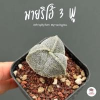 ราคา แอสโตร มายริโอ้ 3 พู Astrophytum Myriostigma แคคตัส กระบองเพชร cactus&succulent (9217704079)