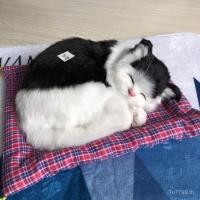 ราคา ของขวัญวันเกิดสำหรับคนรักแมว: ของตกแต่งบ้านสไตล์เหมียวขนาดใหญ่ พร้อมสร้างความสนุกให้ครอบครัว (45201057084)