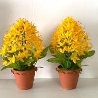 ราคา ดอกรวงผึ้ง ทรงพุ่ม ดอกไม้ประจำรัชกาล ที่ 10 (2379644046)