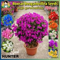 ราคา เมล็ดพันธุ์ ดอกเฟื่องฟ้า ดอกเฟื่องฟ้าแคระ เมล็ดเฟื่องฟ้า 100 เมล็ด สีผสม Mixed Dwarf Bougainvillea Seeds เมล็ดดอกไม้ (26433805529)