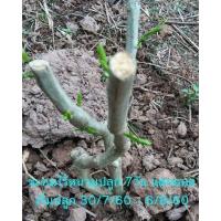 ราคา กิ่งตอนชะอมไร้หนาม ยอดใหญ่ 1ชุด 30กื่ง (29720057099)