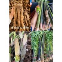 ราคา (1กก.)(ขาย หัวพันธุ์) ต้น หัว อีลอกหางวัว อีลอกต้นใหญ่ หัวอีลอกหางวัว หัวอีลอกต้นใหญ่ อีลอก ต้นอีลอก (25104945668)