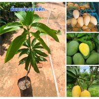 ราคา ต้นมะม่วงขายตึกต้นพันธุ์สวยพร้อมส่งครับ (41309302924)