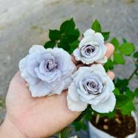 ราคา กุหลาบ Blue Gravity (บลู กราวิตี้) ดอกสีม่วงโทนน้ำเงิน (ส่งติดดอก) แบบถุง กุหลาบสีน้ำเงิน (19894356667)