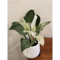 ราคา พิโลเดนดรอนเบอร์กิ้น (Philodendron Birkin) (16469692523)