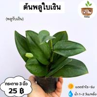 ราคา พลูใบเงิน หรือต้นพลูรับเงิน จัดส่ง 2 ต้นขึ้นไป คละแบบได้ (17362430352)