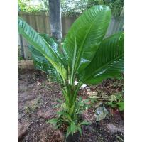 ราคา ต้นเศรษฐีวิลสัน สีเขียว (13520654273)