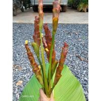 ราคา ต้นคล้าซิการ์ (ถอนตัดใบล้างราก) Calathea (Aublet) G. Meyer ต้นคล้า คล้า (23639480110)