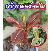 ราคา กล้วยแดง อินโด เนื้อเยื่อ แดงแล้วรากแข็งแรง พร้อมส่ง กล้วยแดงอินโด (9299426616)