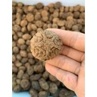 ราคา เมล็ดพระเจ้าห้าพระองค์ #มะกู้ #พระเจ้าห้าพระองค์ ราคาลูกละ 39 บาท (29529283689)