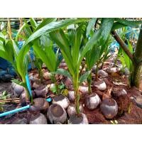 ราคา พันธุ์มะพร้าวน้ำหอมบ้านแพ้วแท้ จากสวนบ้านแพ้ว (11741086062)