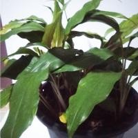 ราคา ว่านมหาเสน่ห์ มหานิยม ว่านเมตตามหานิยม ว่านราคะค้าขายร่ำรวย (15311416573)