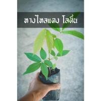 ราคา ต้นหางไหลแดง โลติ้น เพาะเมล็ดของดีจากคนโบราณ (20974146789)