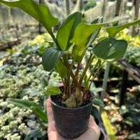 ราคา ต้นว่านรวยล้นฟ้า ในกระถางขนาด 3-4 นิ้ว (25467170692)