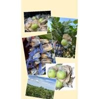 ราคา กิ่งฝรั่งกิมจู 10กิ่ง (16319303208)