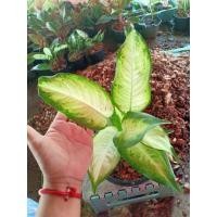 ราคา ต้นเศรษฐีเรือนทอง(เศรษฐีโพธิ์ทอง) อโกลนีมา ไม้มงคล ไม้ฟอกอากาศ (12038003572)