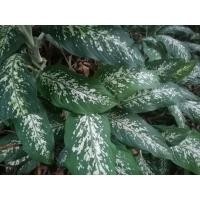 ราคา ช้างเอราวัณด่างสวย ต้นลูก ไม้ฟอกอากาศ (11231465917)