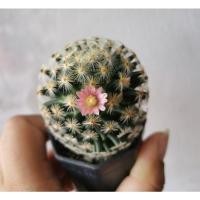 ราคา ขนนกเหลืองMammillaria schiedeana) สีดอกสีพีช (11755502010)