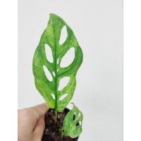 ราคา Monstera Adansonii Mottled Variegated พลูฉลุด่าง โมเทิล คนละตัวกับพลูฉลุอินโด หายาก ได้ต้นตามภาพ (19890426918)