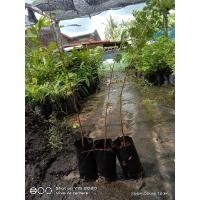 ราคา ต้นมะขามป้อมไทยพันธุ์โบราณเพราะเมล็ดขายเป็นชุด 4ถุง 100 บาท (10052938297)