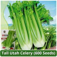 ราคา เมล็ดพันธุ์ คื่นฉ่ายฝรั่ง บรรจุ 600 เมล็ด Tall Utah Celery Seeds เมล็ดคื่นฉ่าย คื่นฉ่ายยักษ์ เซเลอรี่ ผักออร์แกนิก (29910403578)