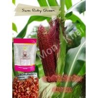 ราคา เมล็ดพันธุ์ข้าวโพดทานดิบราชินีทับทิมสยาม (ซอง 500 เมล็ด) (26242276707)
