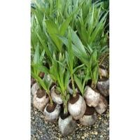 ราคา มะพร้าวน้ำหอมต้นเตี้ยบ้านแพ้ว (28856380648)