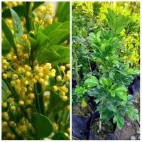 ราคา ต้นประยงค์/แบบชำกิ่ง/ดอกหอมออกดอกทั้งปี (8405971345)