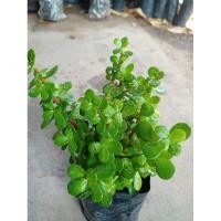 ราคา ต้นดูดเงินหรือคลาสซูล่าดูดทรัพย์ (6058820882)