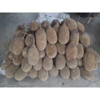 ราคา ลูกเบาบับ ขนมปังลิง ต้นมหาสมบัติ (22036434223)