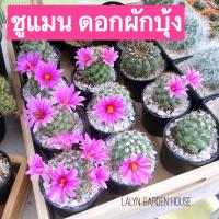 ราคา ชูแมน ดอกผักบุ้ง สวยๆ ดอกสวยมาก ✨ แมมชูแมน Mammillaria schumannii Hildm. (4360288327)